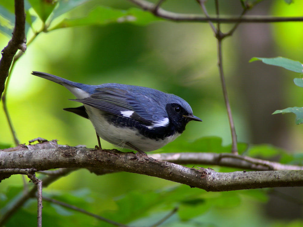 Black Throated Blue Warbler Black Throated Blue Warbler