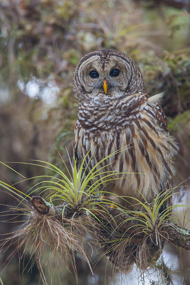 Barred Owl Barred Owl