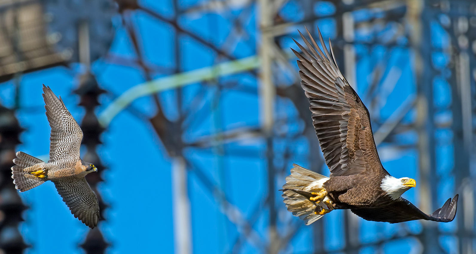 pergrine and eagle pergrine and eagle