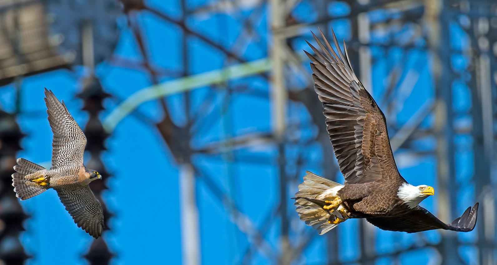 pergrine and eagle