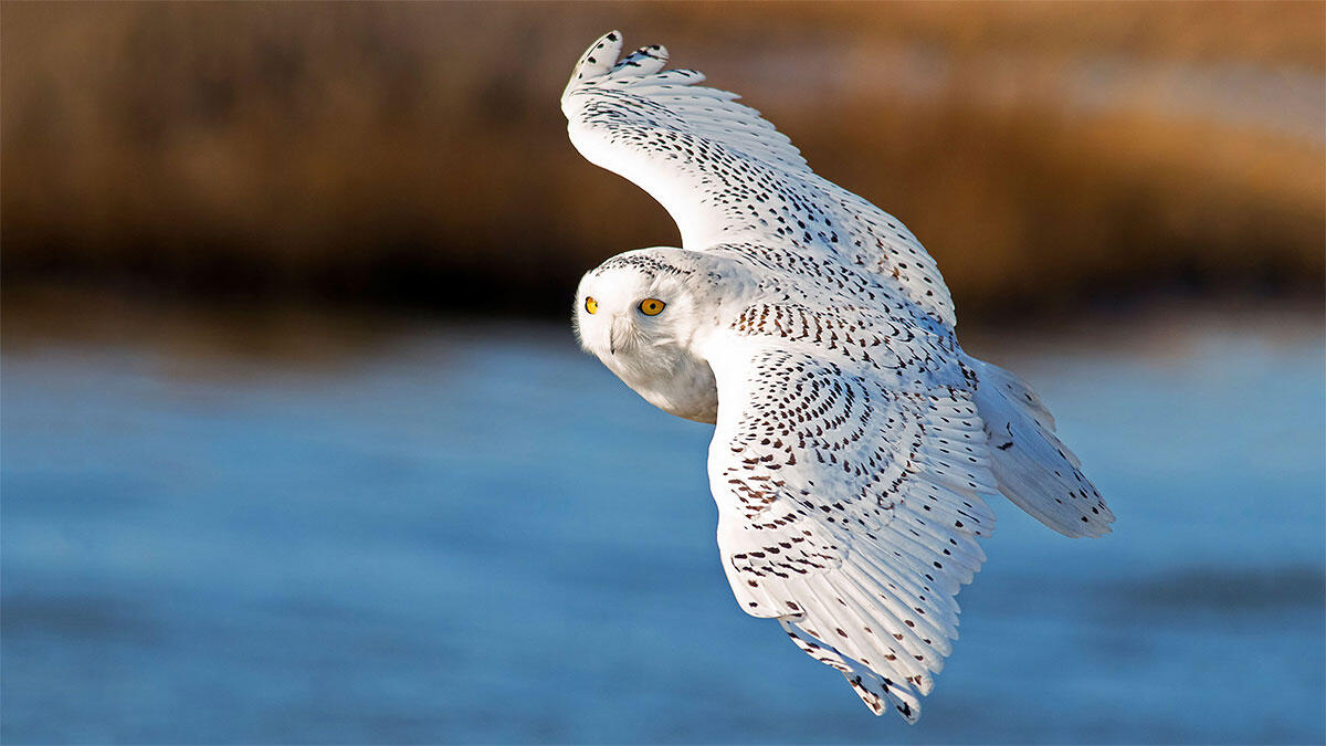 Snowy Owl Snowy Owl