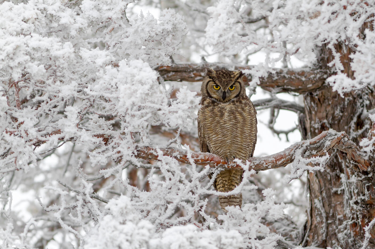 Great Horned Owl Great Horned Owl