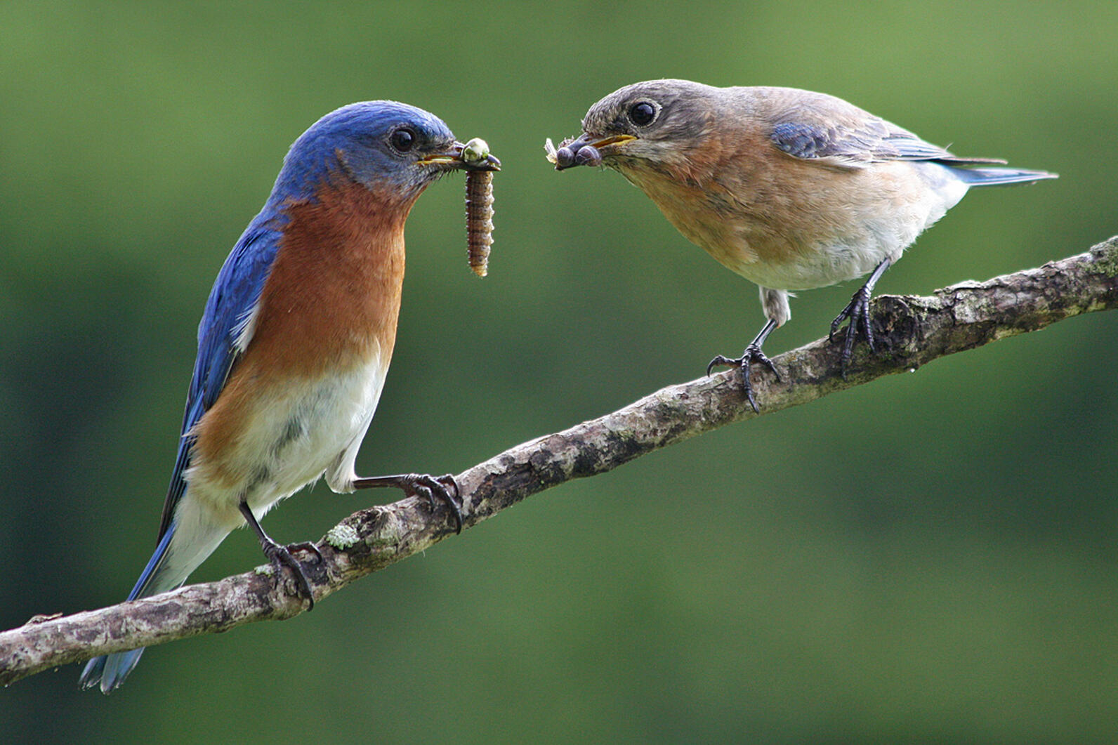 bird bug eastern bluebird