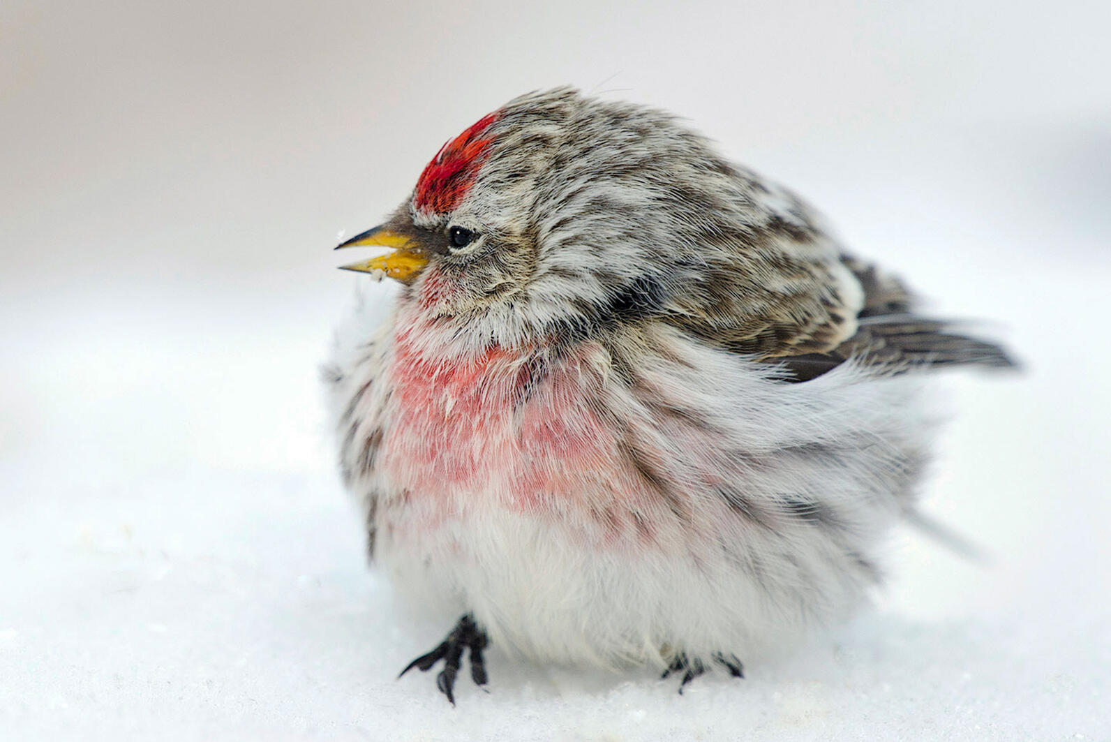 Common Redpoll Common Redpoll