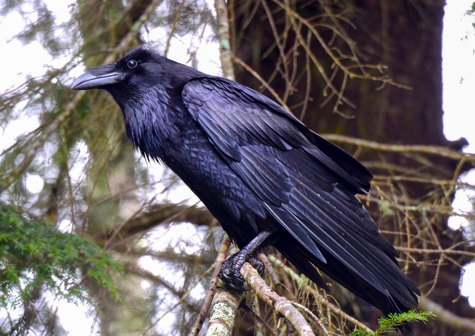 Birding At Home Common Raven Audubon Vermont