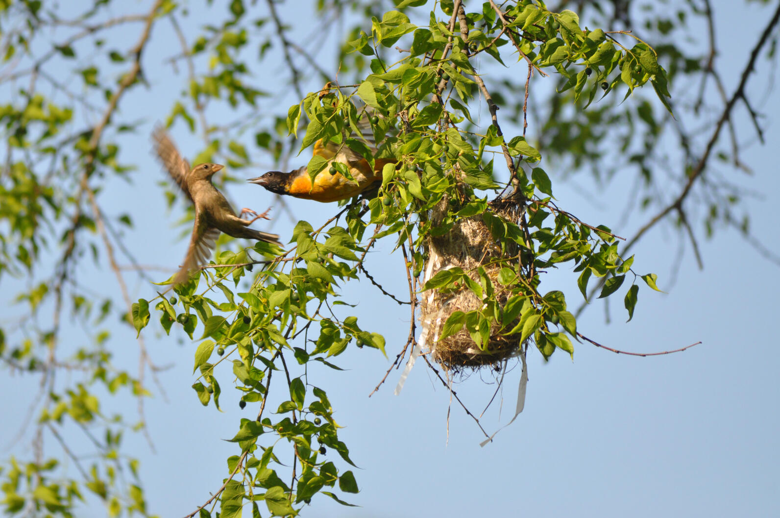 Two birds interact next to a hanging basket nest made by a Baltimore Oriole on the end of a branch. He appears to be defending his nest against a House Sparrow that got too close. 