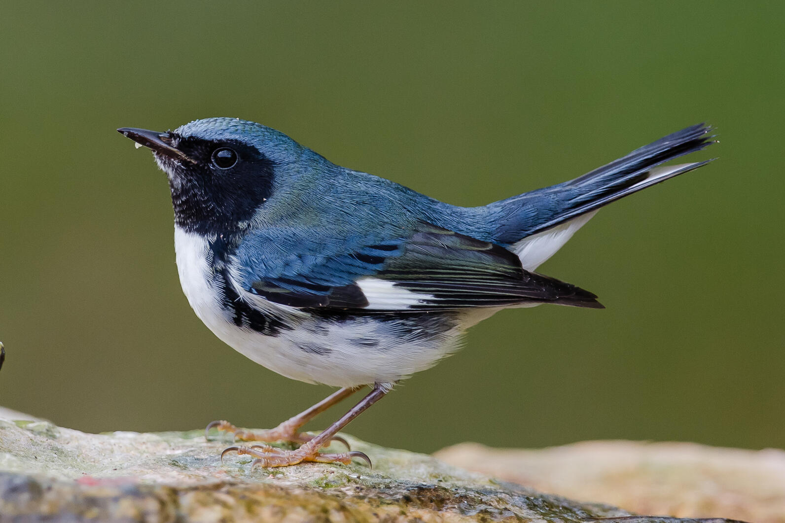 Black-throated Blue Warbler Black-throated Blue Warbler