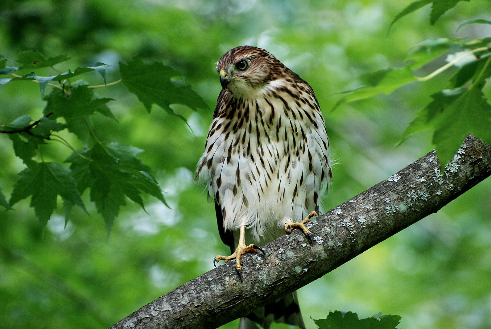 Coopers Hawk