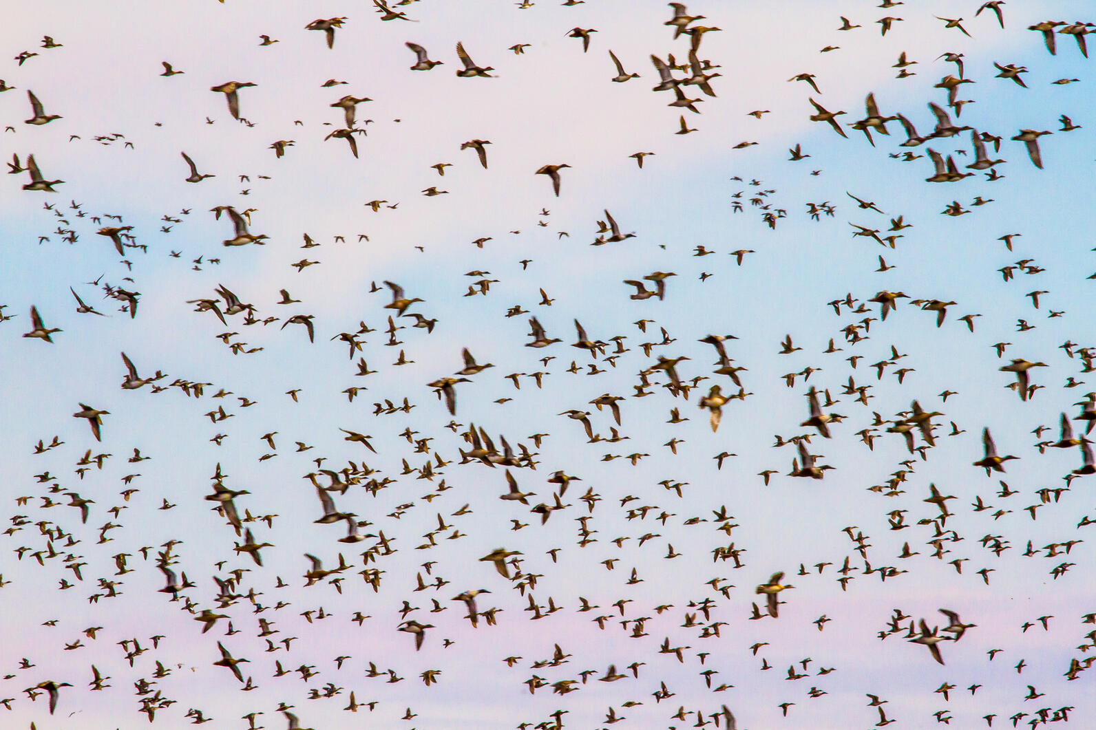 New research explores the mechanics of how birds flock