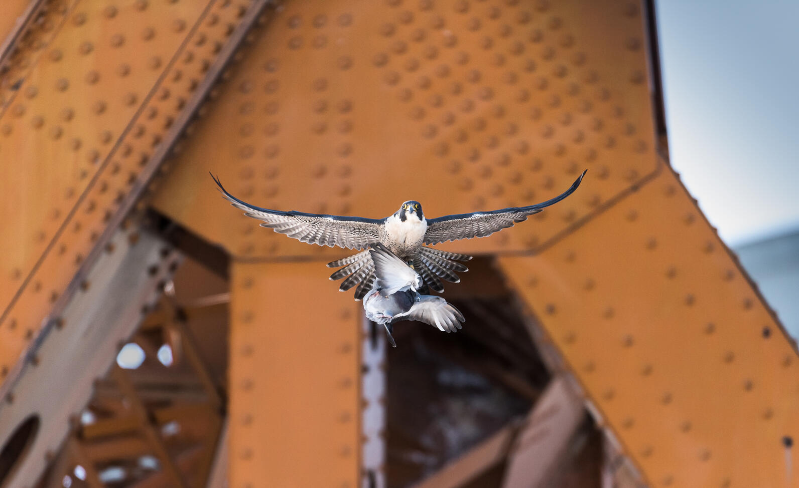 Peregrine falcon captures a rock pigeon in front of a bridge