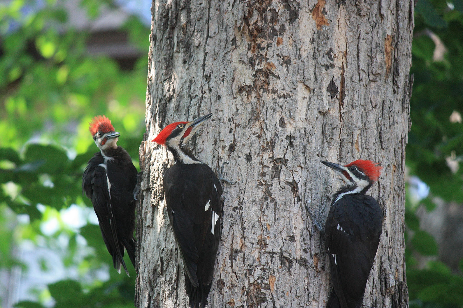 red headed pileated woodpecker