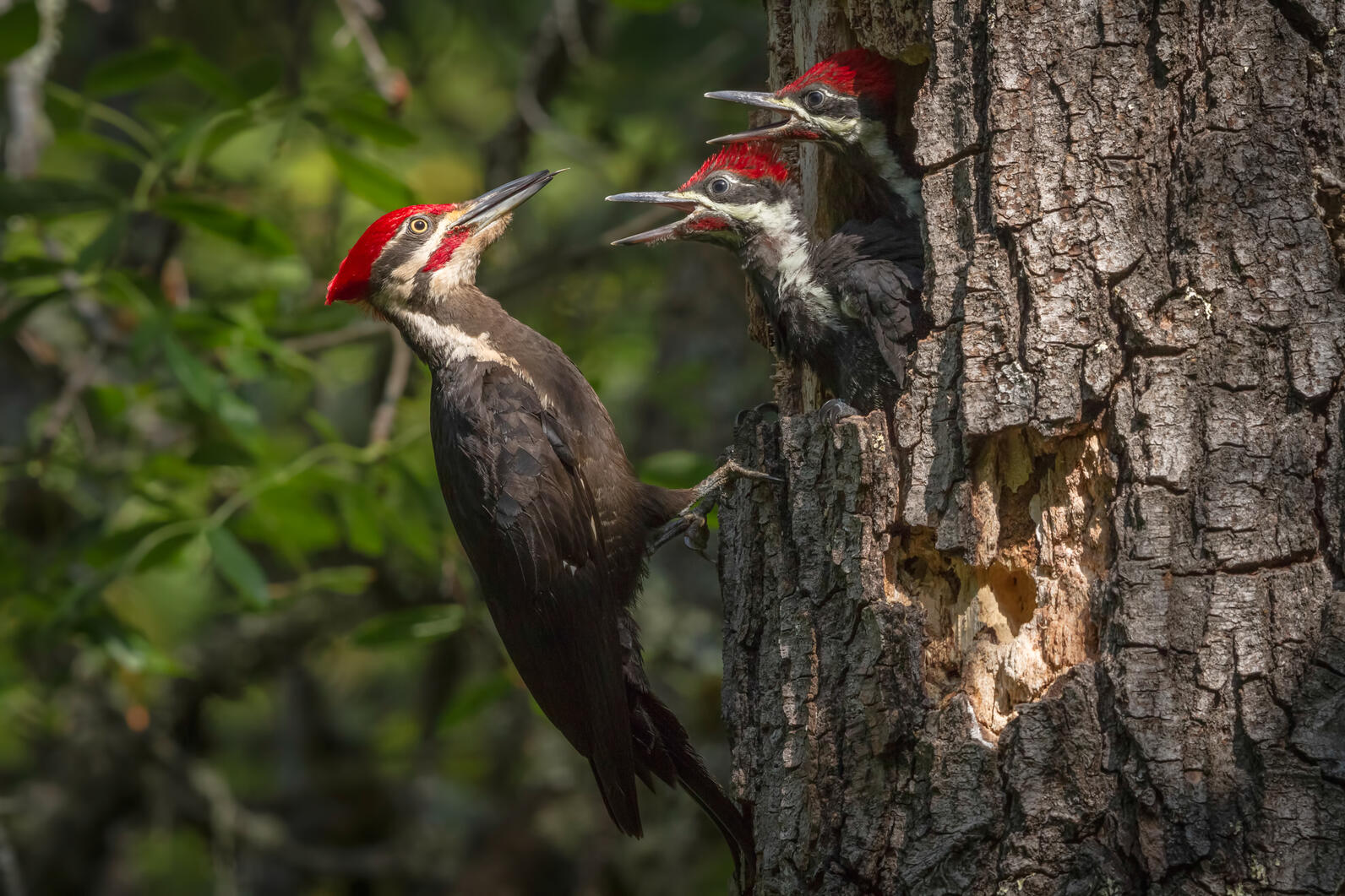 Pileated Woodpecker nestlings in a snag get fed by their parent.