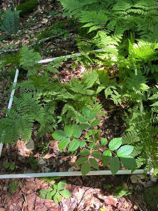 Forest plot with an ash sapling.