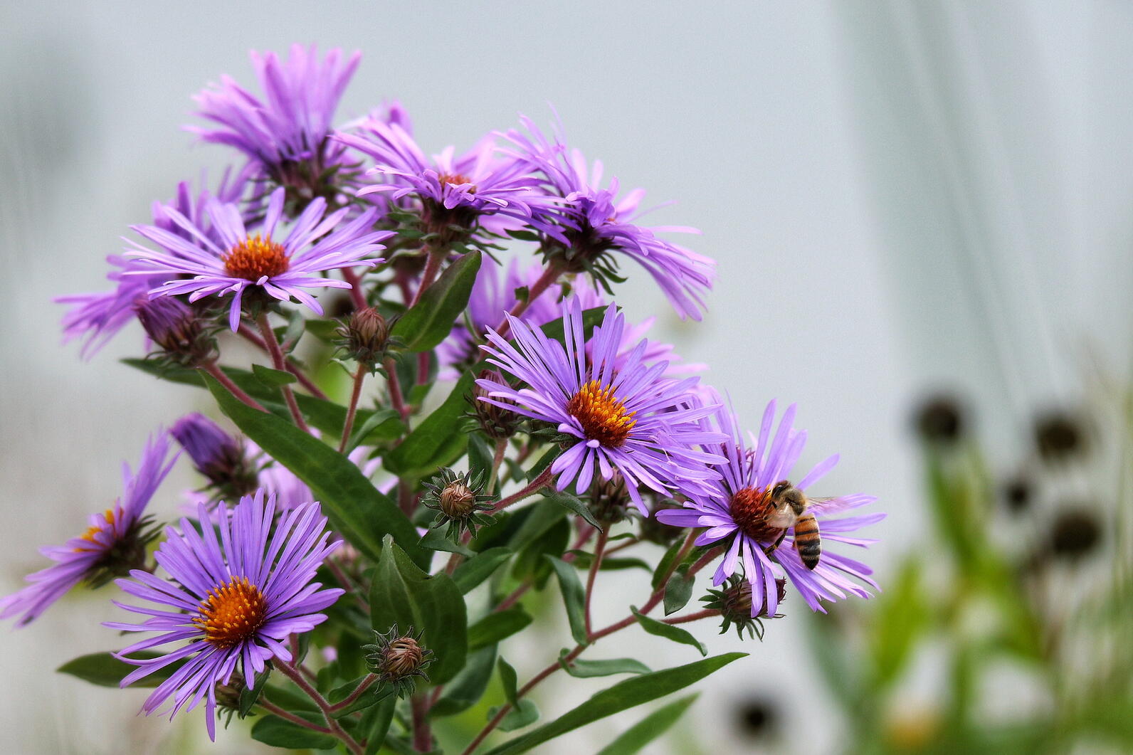 Native aster species with bee.