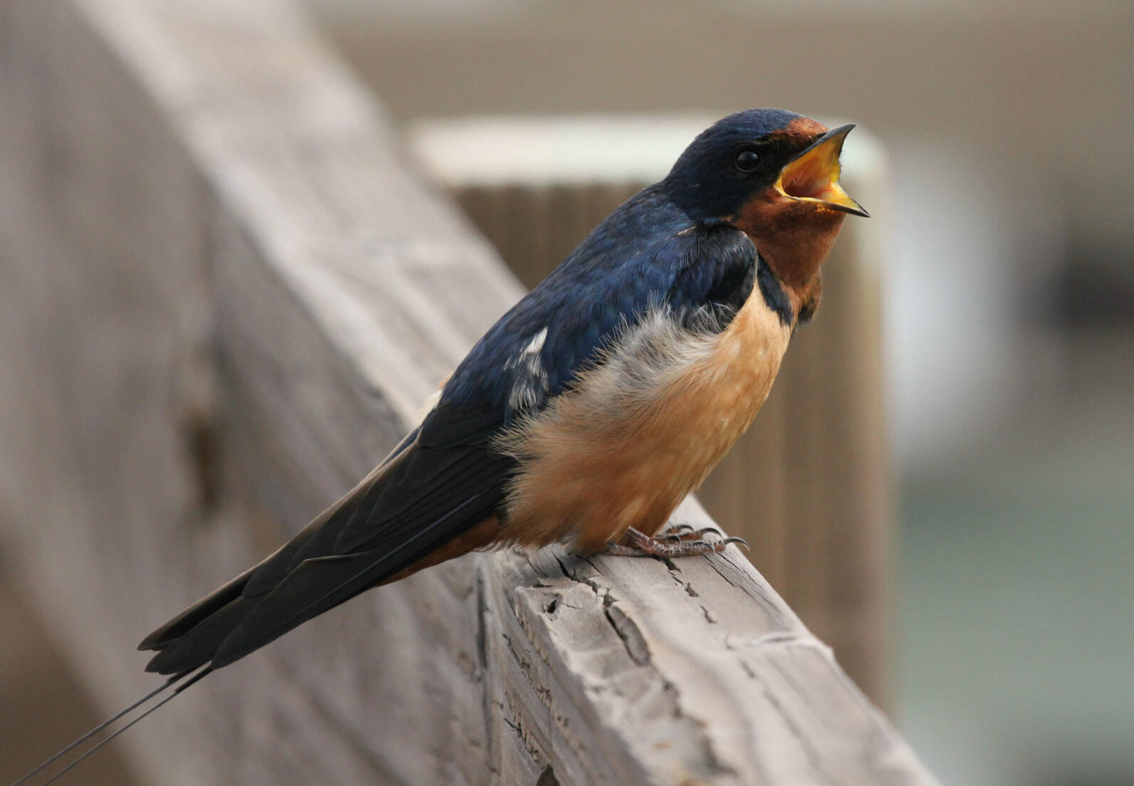 A closeup of a Barn Swallow sitting on a wooden fence railing. It's mouth is open in song.