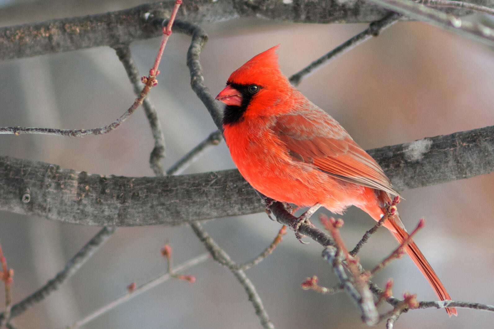 Cardinal sitting on a branch