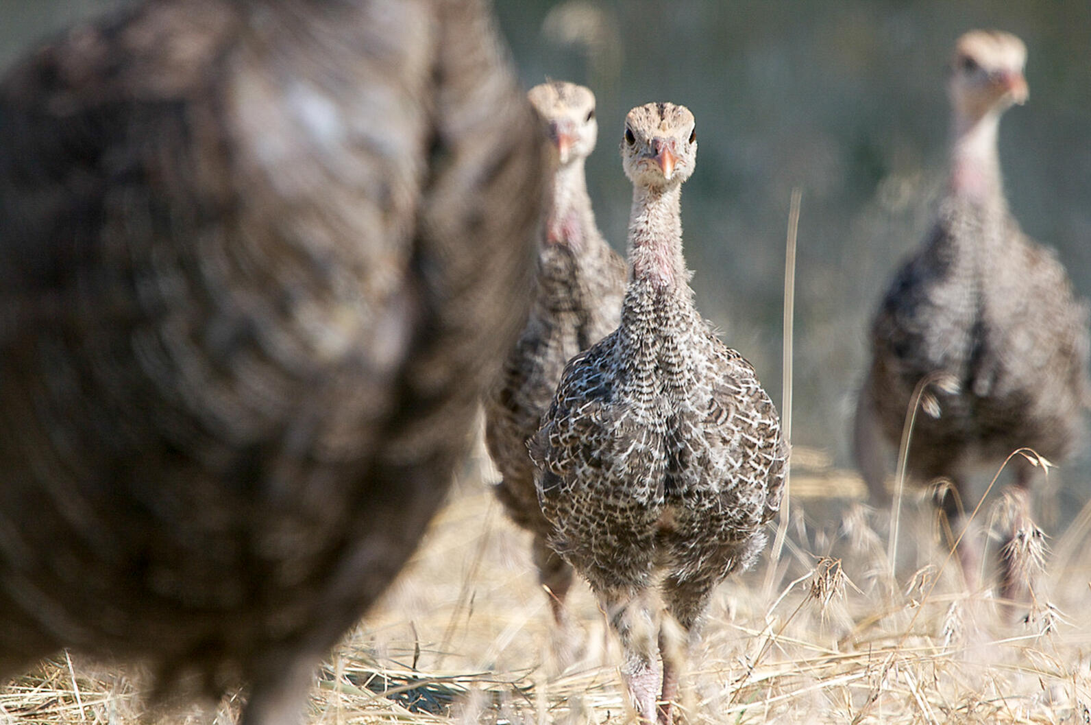 Wild Turkey Adult and Young