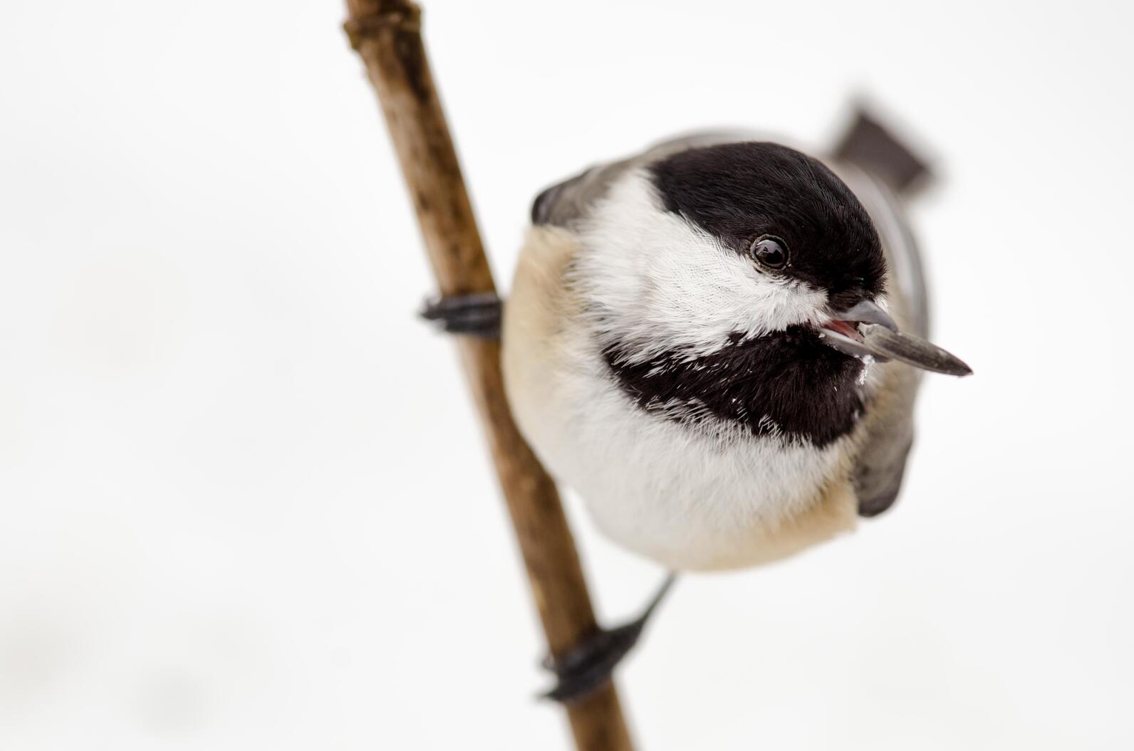 chickadee seed