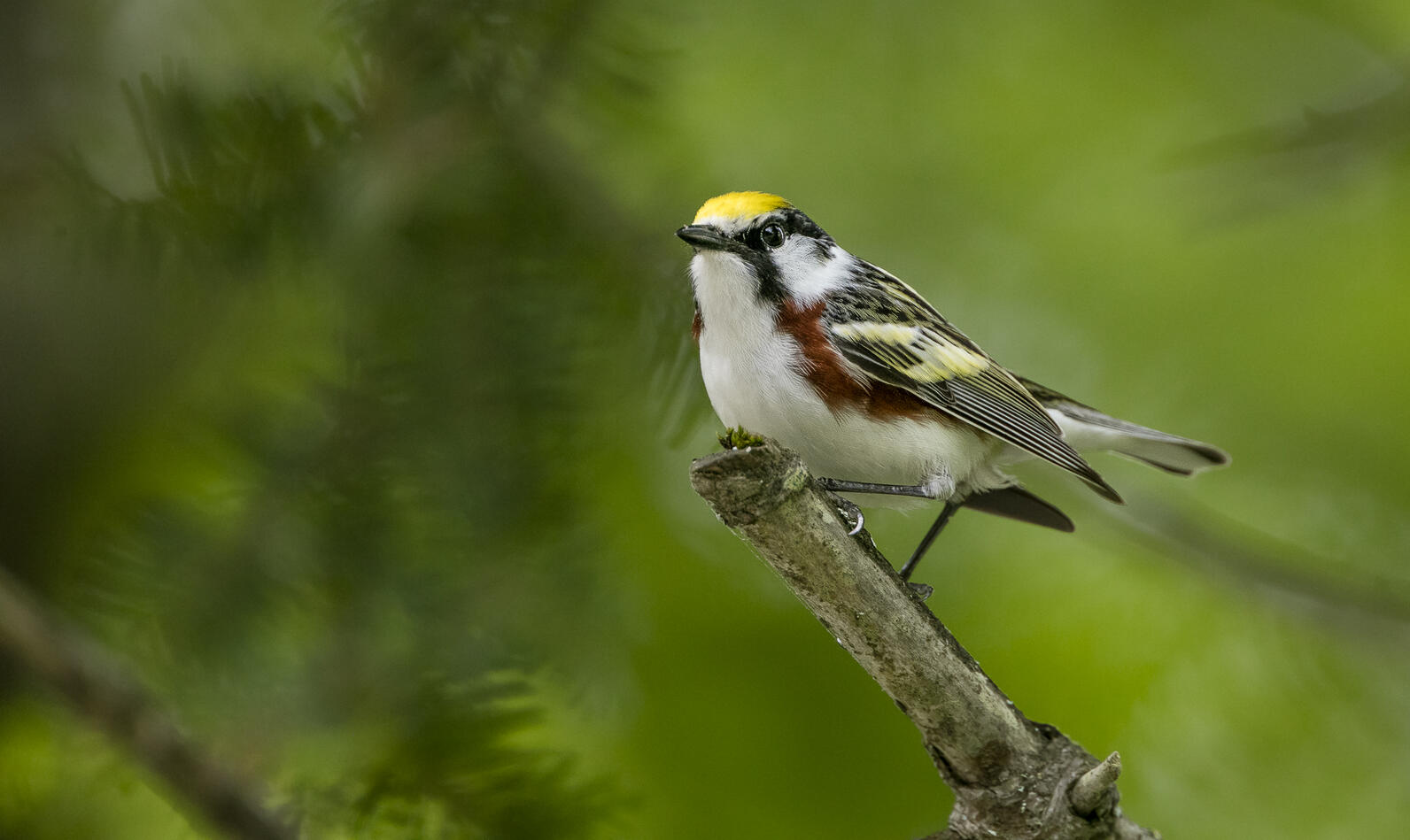 A Chestnut-sided Warbler perched at the tip of branch.