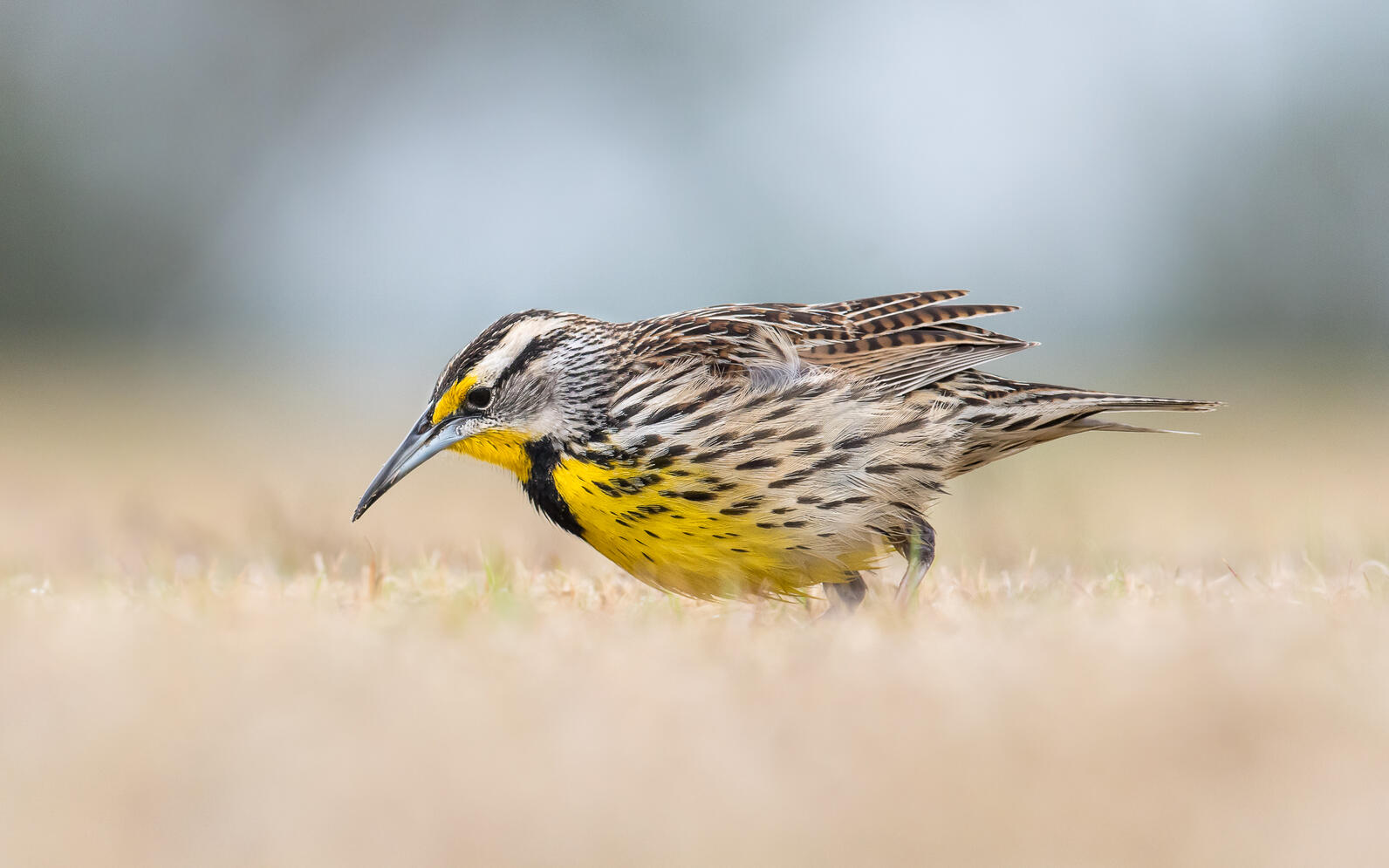Eastern Meadowlark Eastern Meadowlark