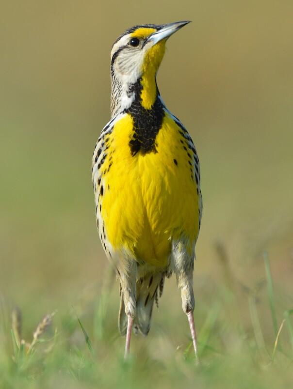 An Eastern Meadowlark standing in grass. 