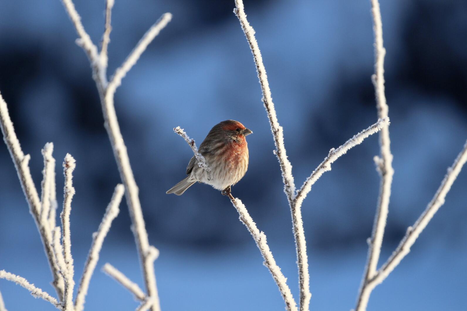 frost branch bird frost branch bird