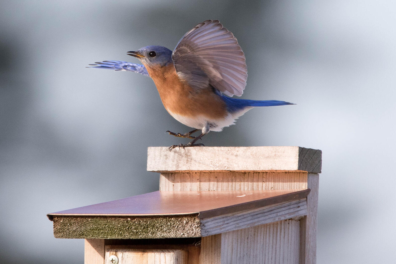 Eastern Bluebird lands upon a bird nest box. Eastern Bluebird lands upon a bird nest box.