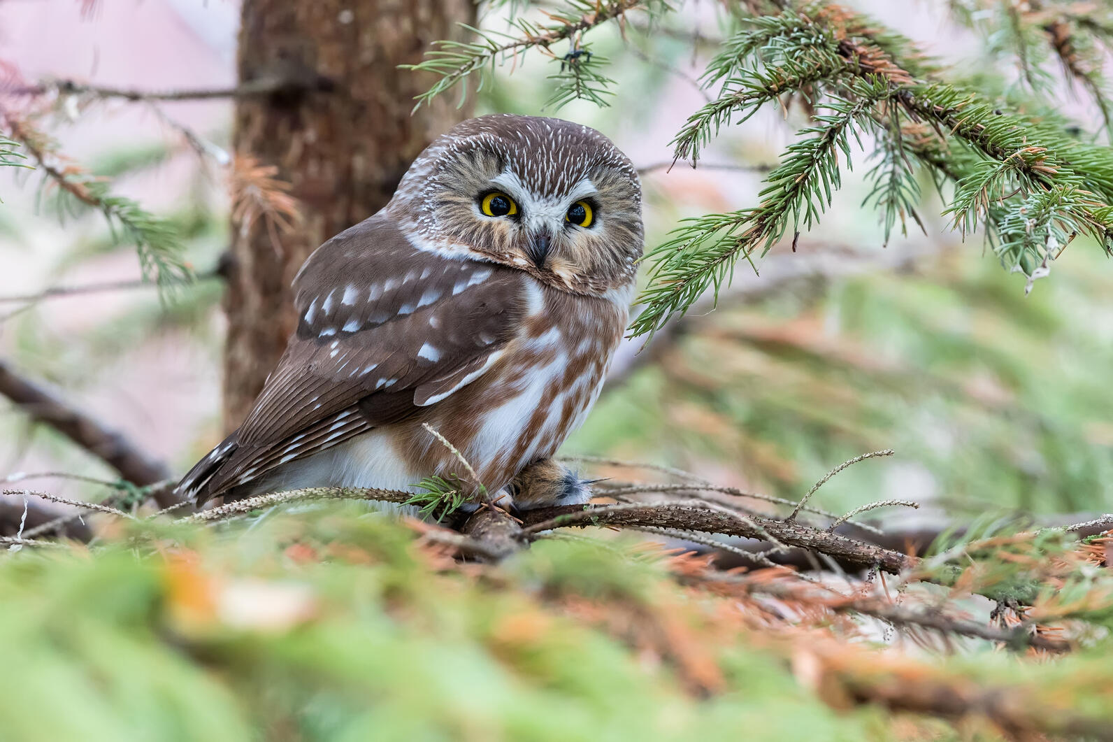 Northern Saw-whet Owl Northern Saw-whet Owl