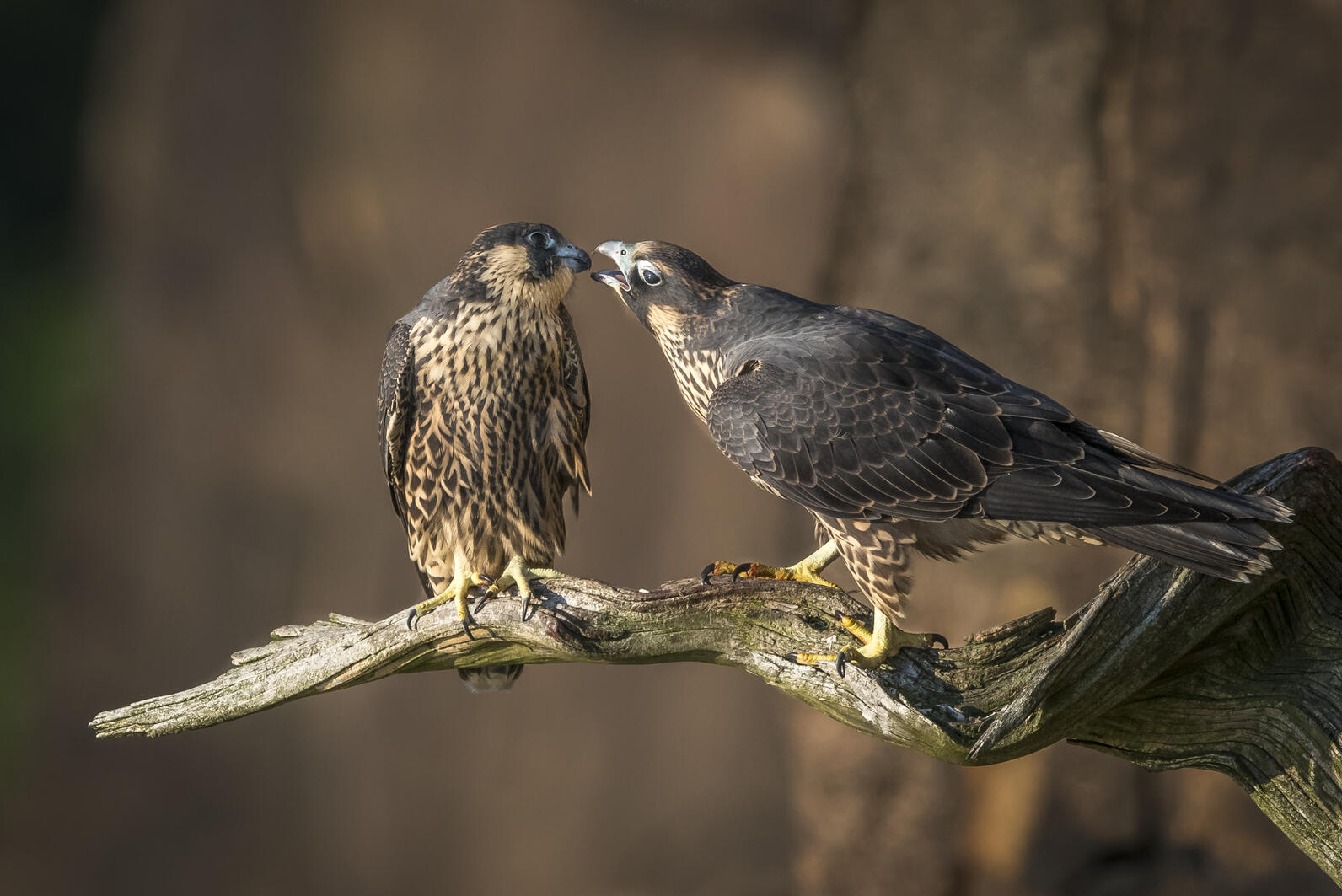 An adult and juvenile Peregrine Falcon perched next to each other on a branch extending from a rocky cliffside. The adult is reaching out to preen the juvenile