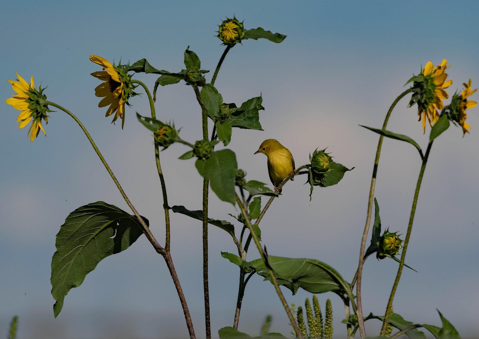 Yellow Warblers with sunflowers