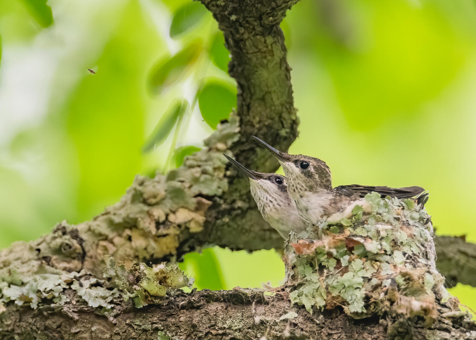 The heads and bodies to two baby Ruby-throated Hummingbirds hang out of their nest on the top of a branch. The nest is tiny and covered in lichen on the outside. 