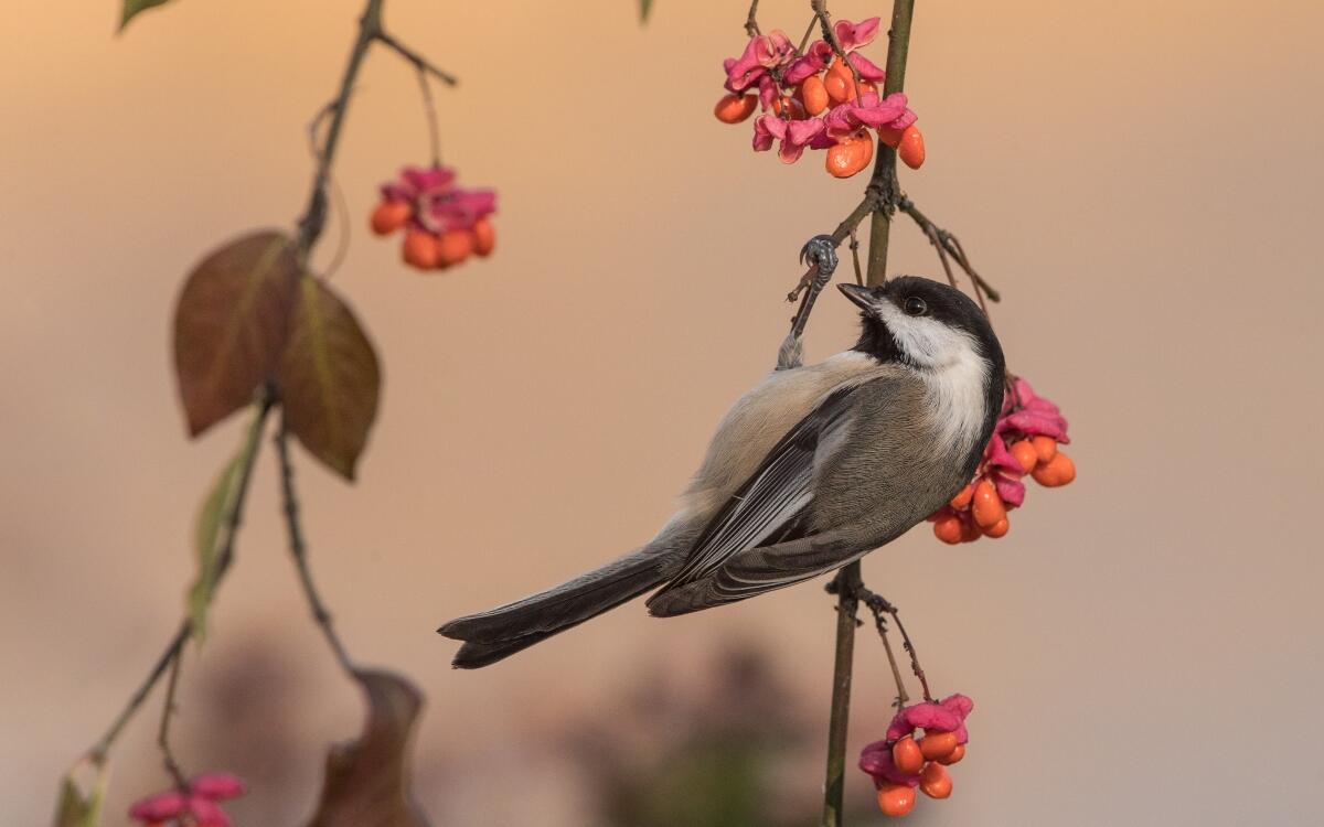 A chickadee hanging off of a branch full of pink flowers and orange berries.