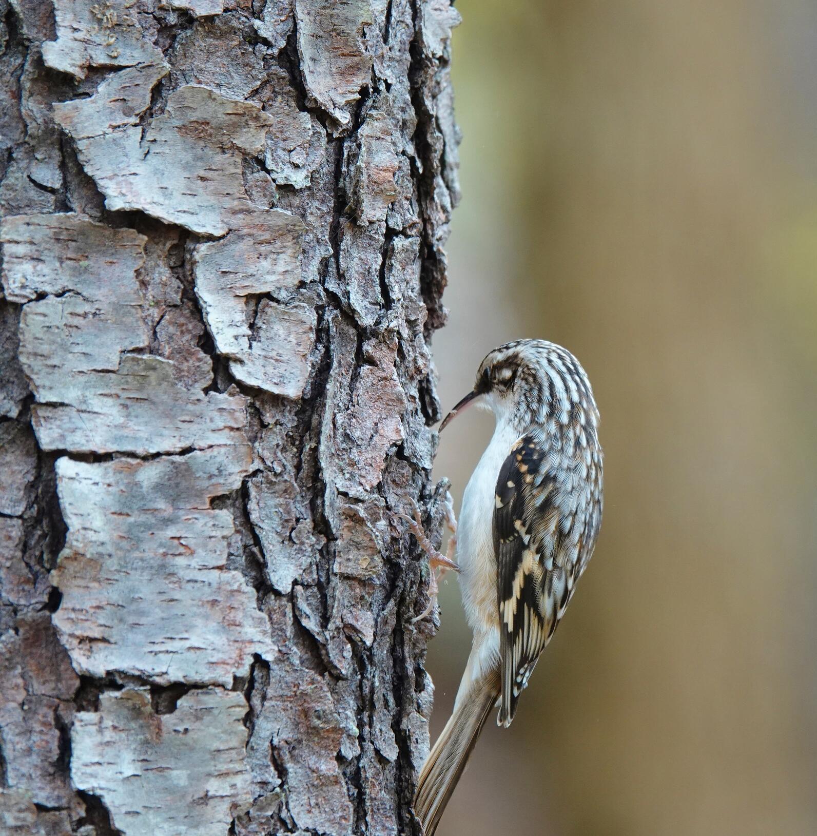 A photo of a Brown Creeper clinging to the bark of a tree.