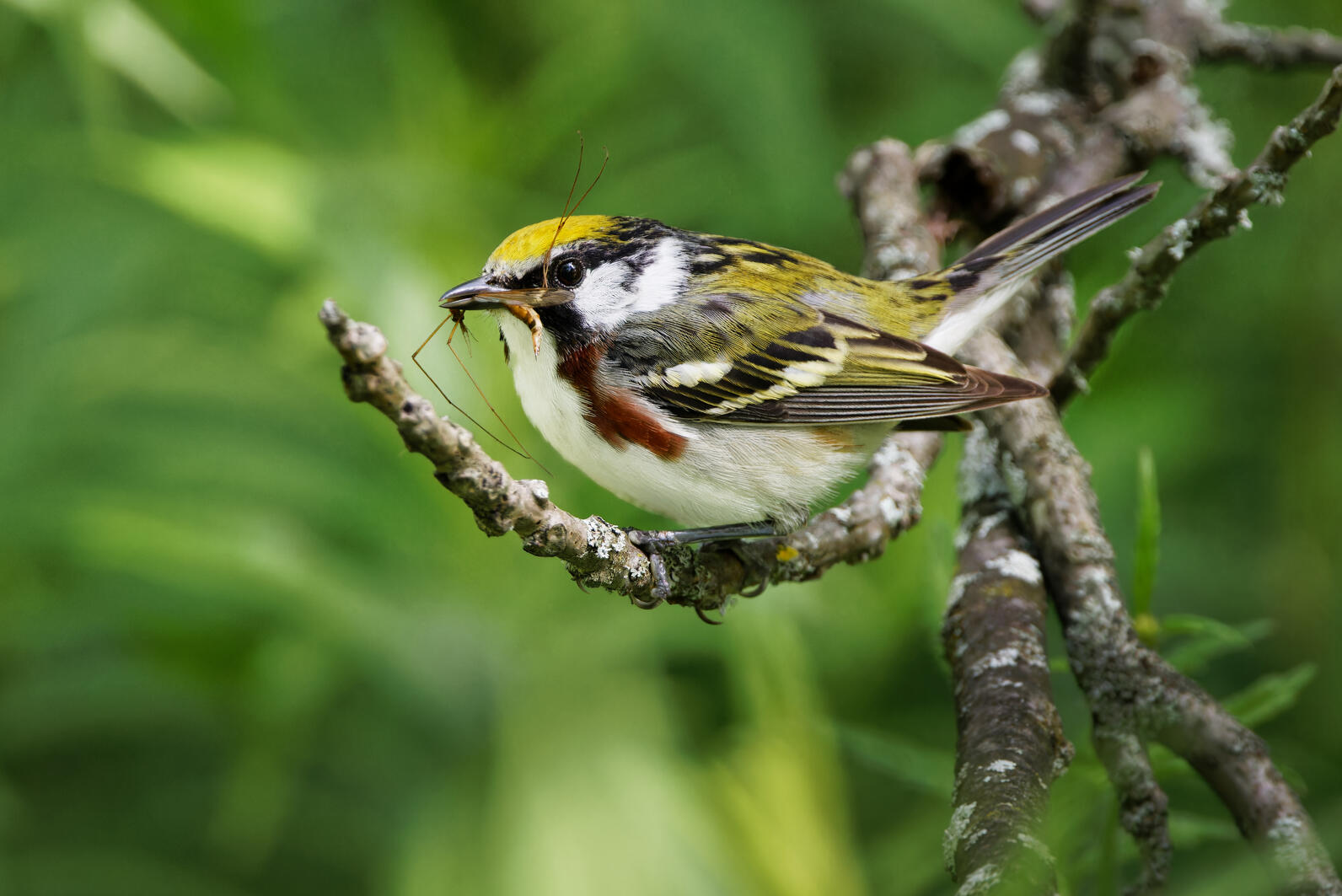 Chestnut-sided Warbler