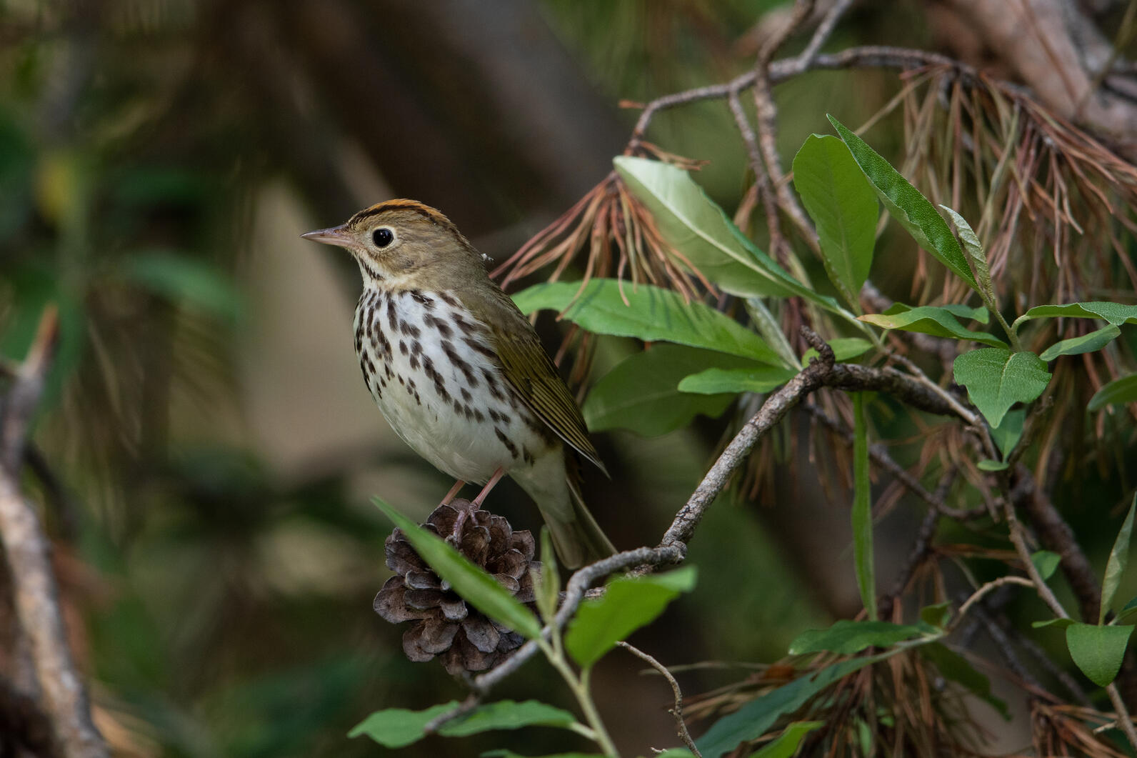 A closeup of an Ovenbird perched onto of a pinecone hanging from a branch with browned needles. Another branch with green deciduous leaves is in the foreground. 