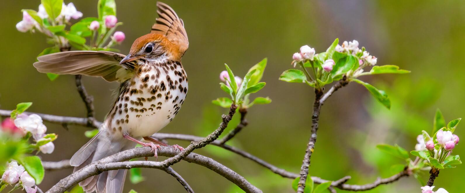 A photo of a Wood Thrush sitting on a thin branch with wings outstretched, like it is ready to take off. The surrounding branches have small green leaves and pink flower buds. A photo of a Wood Thrush sitting on a thin branch with wings outstretched, like it is ready to take off. The surrounding branches have small green leaves and pink flower buds.
