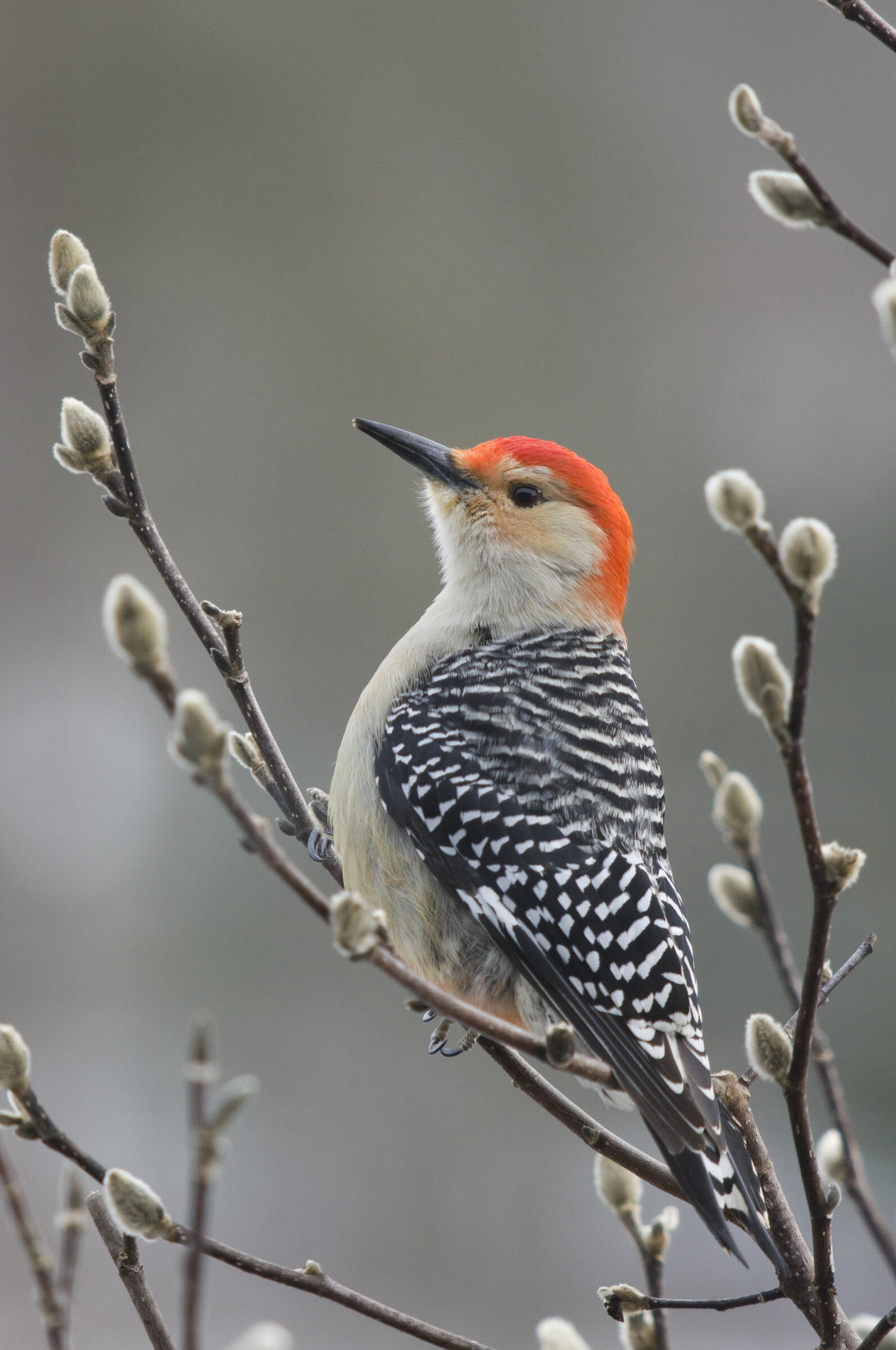 Red-bellied Woodpecker on shrub willow. 