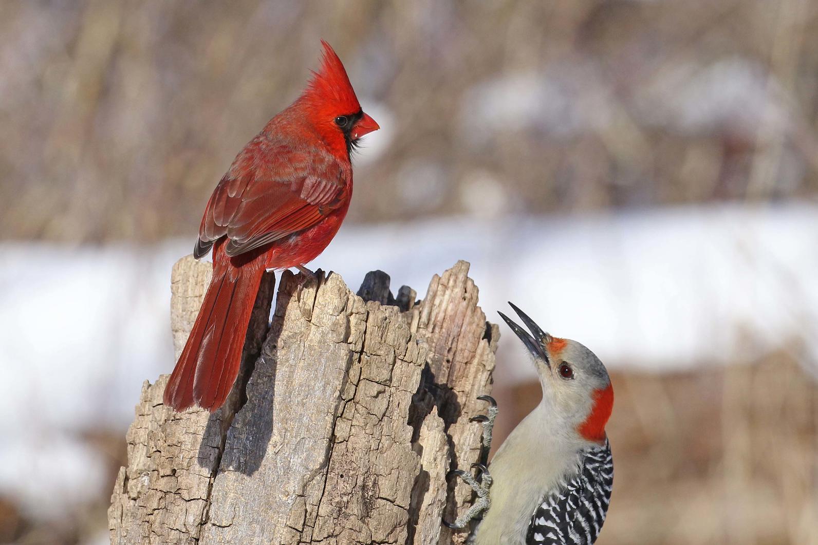 Northern Cardinal and Red-Bellied Woodpecker Northern Cardinal and Red-Bellied Woodpecker