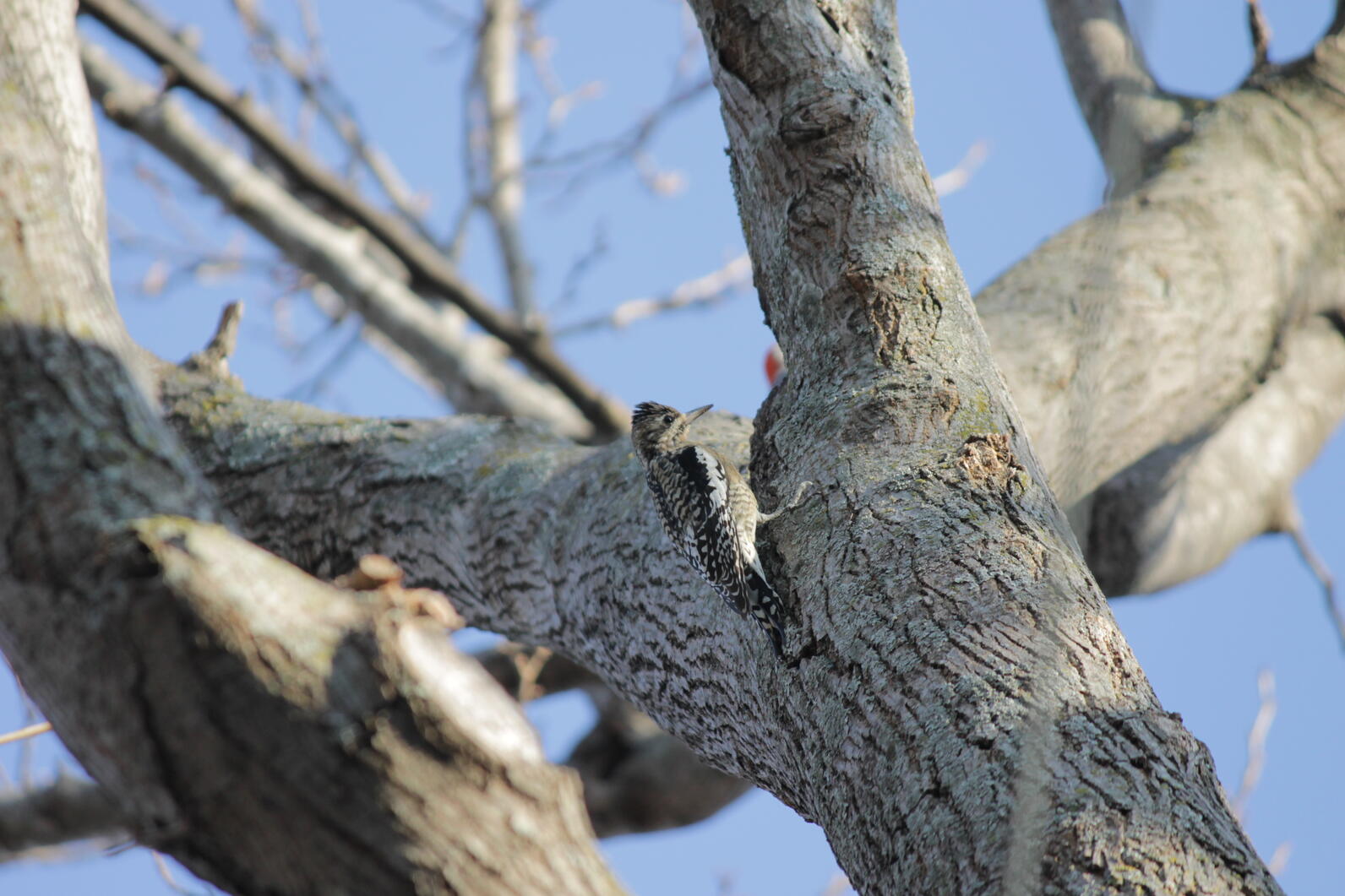 yellow bellied sapsucker yellow bellied sapsucker