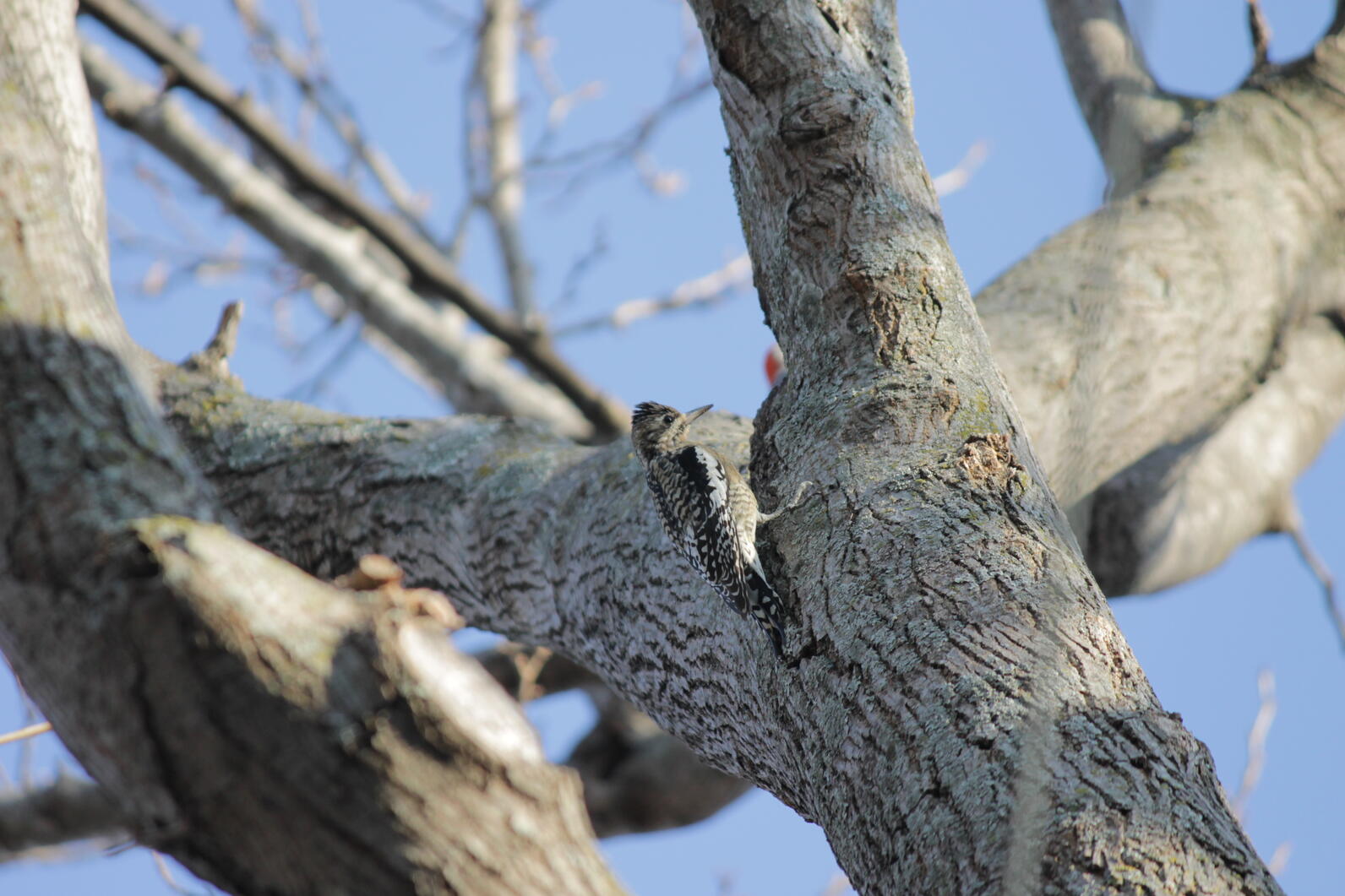 yellow bellied sapsucker