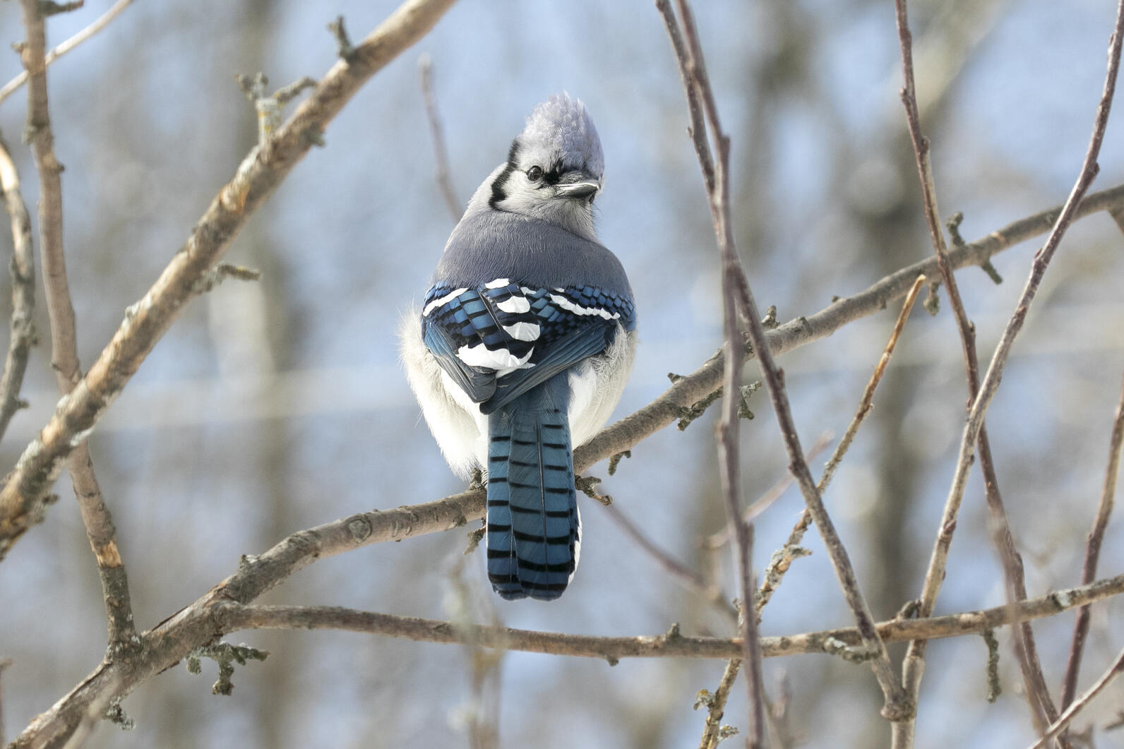 Blue Jay sitting on a branch back towards viewer with his head turned around