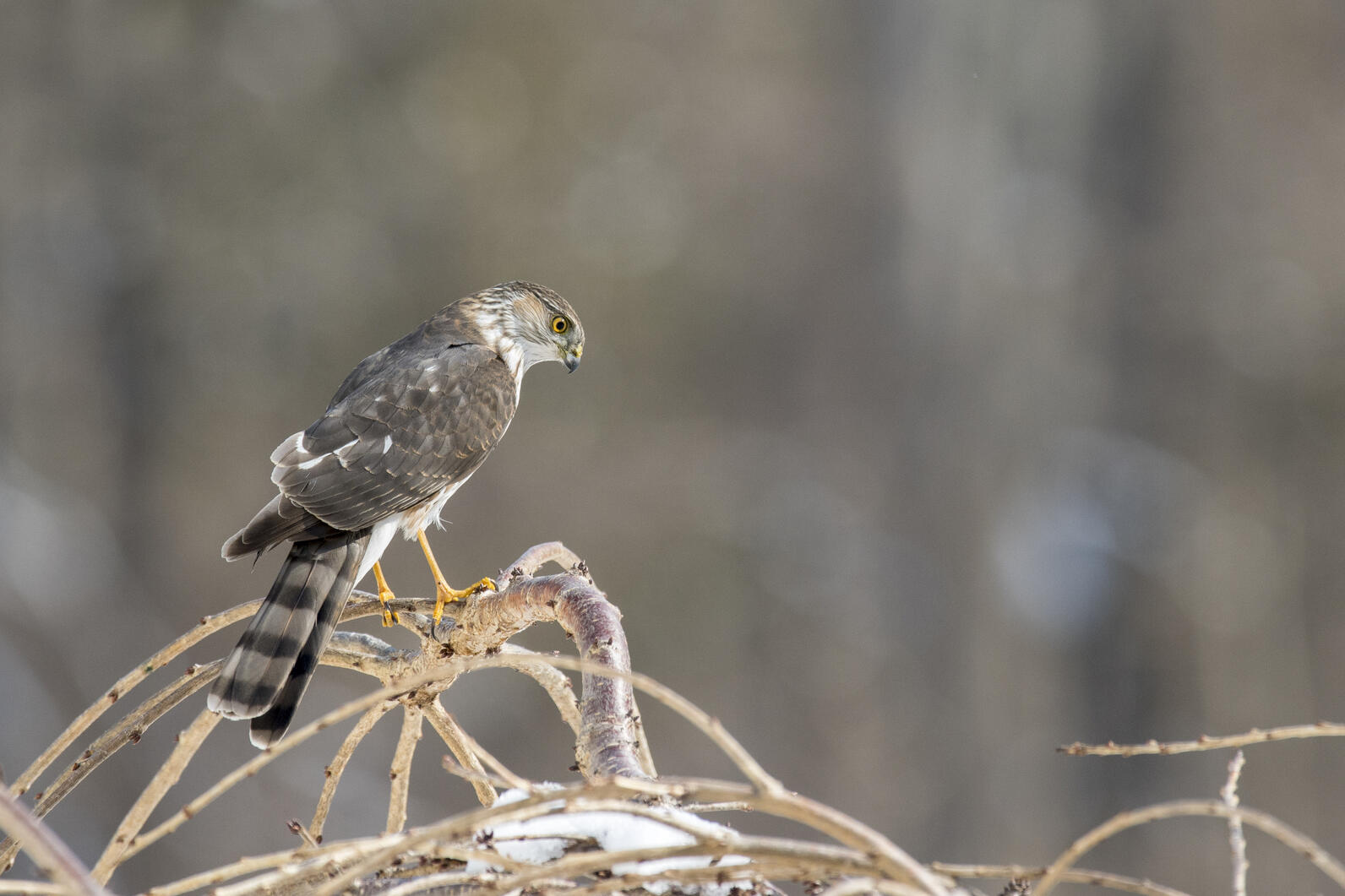 Sharp-shinned Hawk Sharp-shinned Hawk