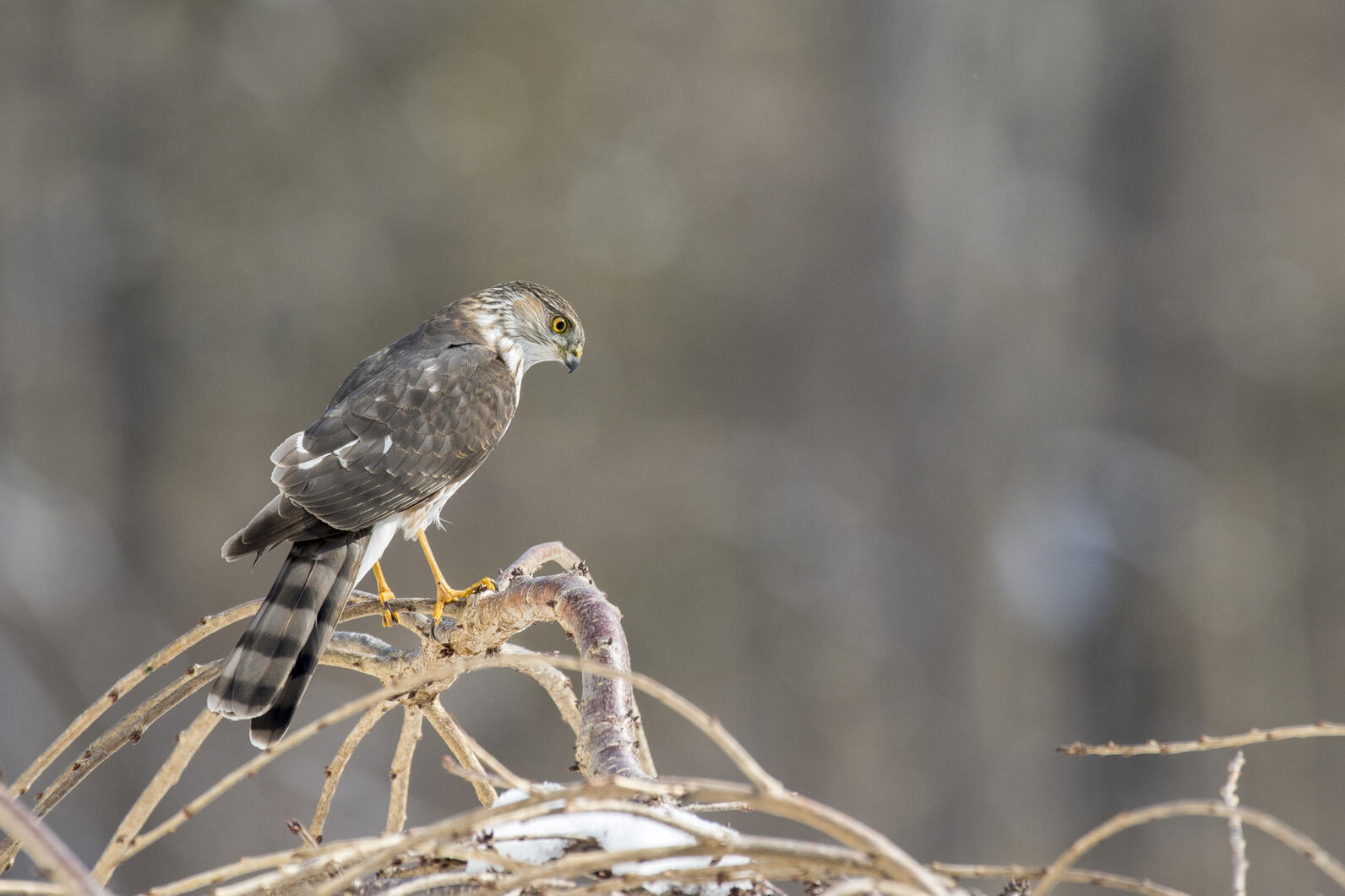 Sharp-shinned Hawk