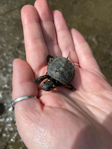 Baby Painted Turtle Baby Painted Turtle