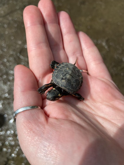 Baby Painted Turtle