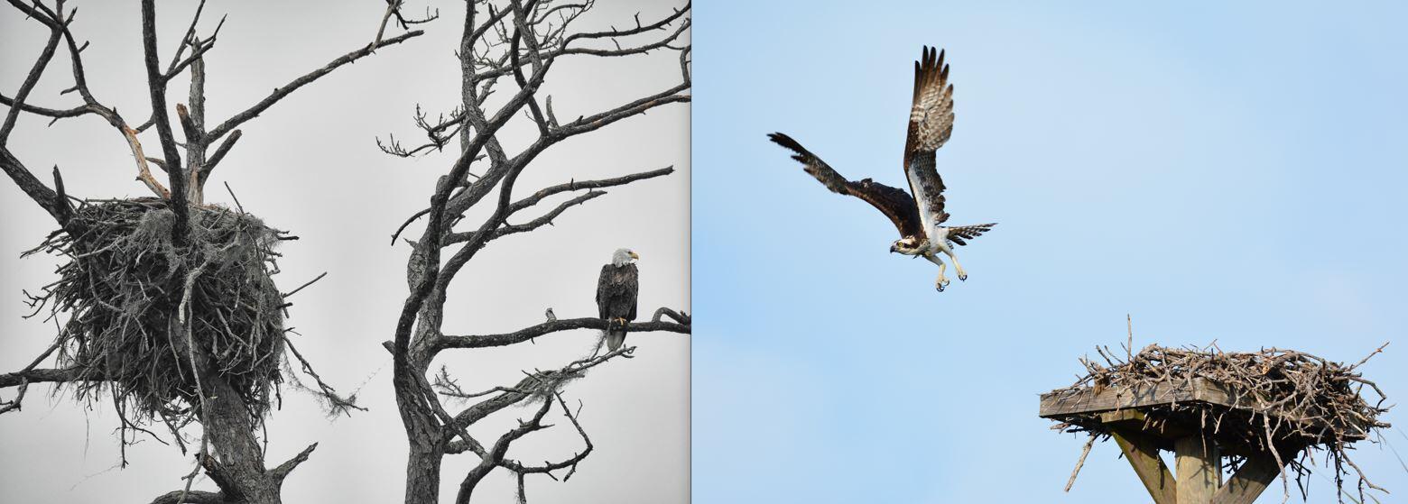 The photo on the left depicts a Bald Eagle sitting on a branch beside it's enormous nest built out of sticks. The nest is built high up in a bare tree. The photo on the left depicts an Ospery flying away from it's flat platform nest. 