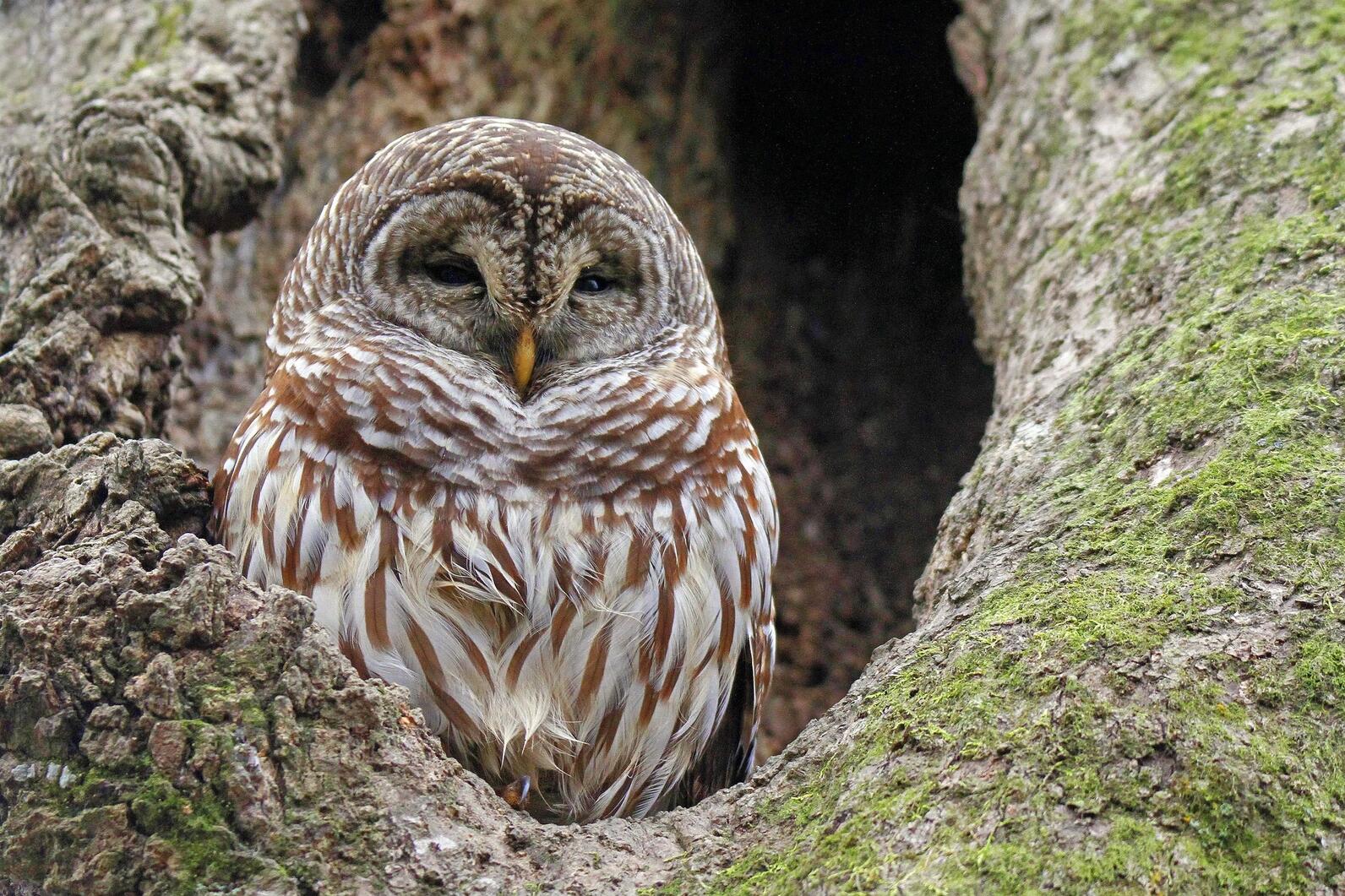 Barred owl in a sugar maple Barred owl in a sugar maple