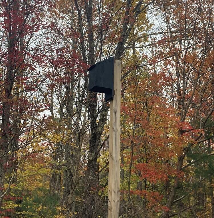 A black, wooden bat house mounted on top of a tall wooden poll. Trees in fall foliage in the background 