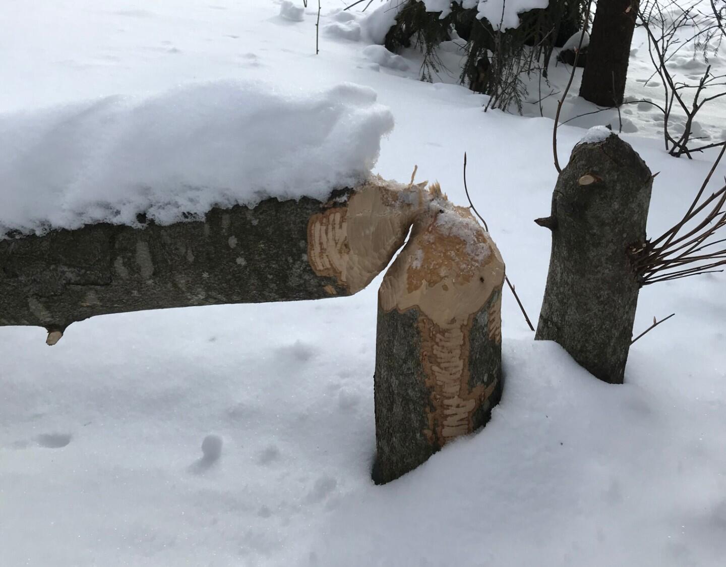 Beaver Chewed popular Short Staff