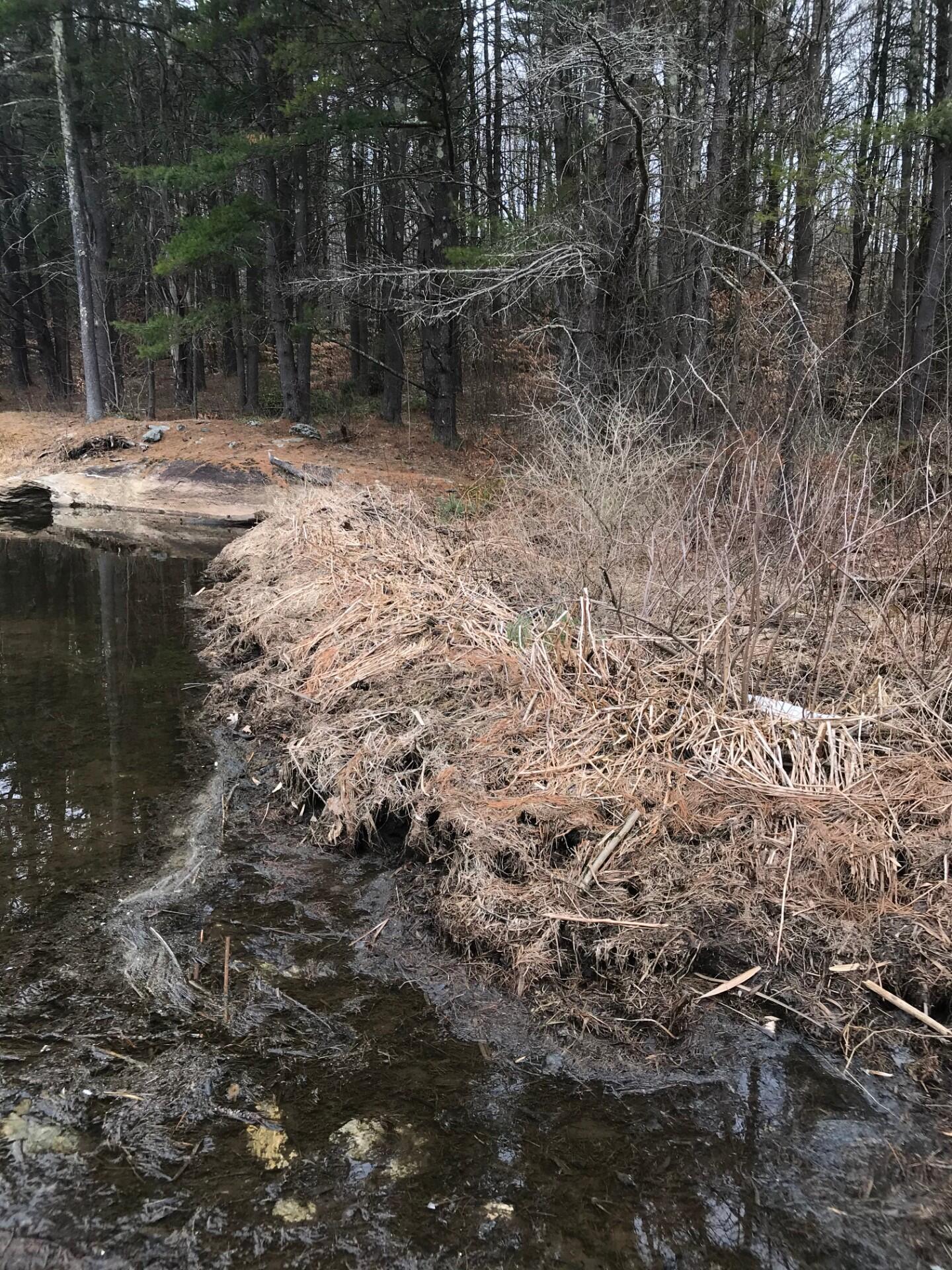A beaver dam made of sedges, grasses, sticks, mud, and rocks. 